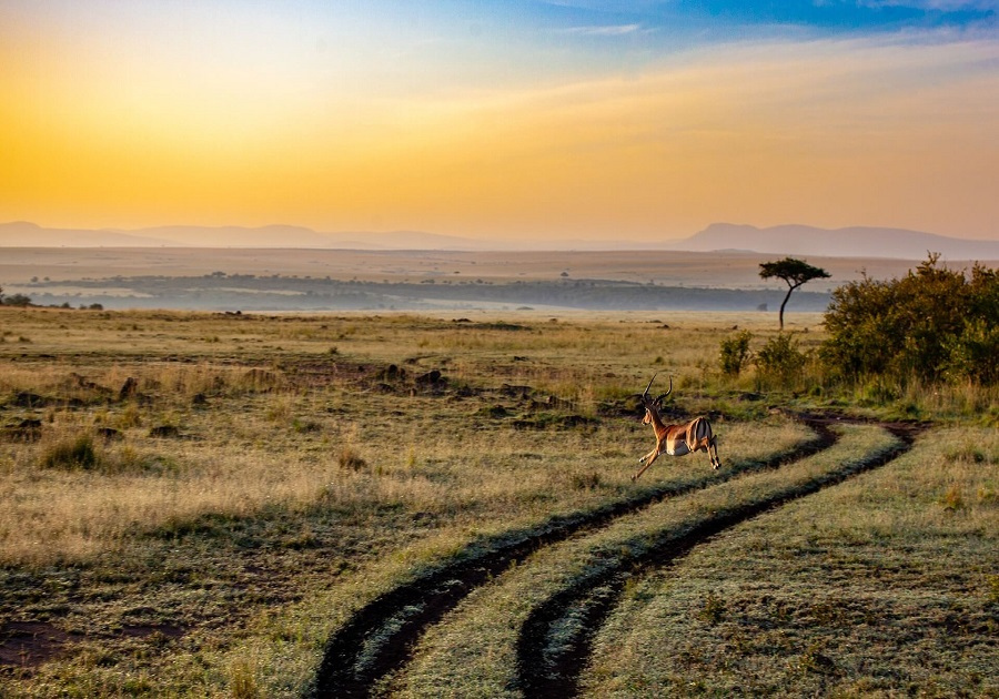 BOGO 50% off on this bucket-list Kenya safari and vacation. Air & 8 days in Africa! Wow! https://t.co/ZkuLgtC4e5
#travel #vacation #Africa #safari #culture #nature #animals #photo #photography #relax #adventure https://t.co/YEkF8HGgYk