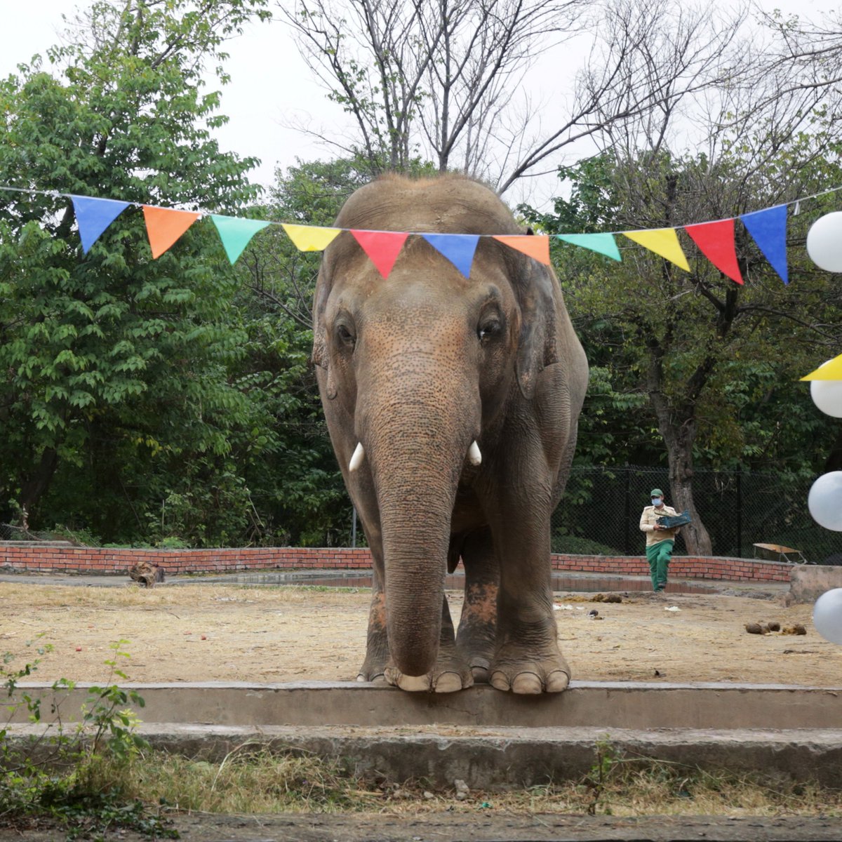 ajplus's tweet photo. An elephant who spent years alone in a Pakistan zoo will be sent to a sanctuary in Cambodia this week, after a campaign by animal rights activists and singer @Cher.

Kaavan has been in Islamabad zoo for decades — often in chains in high temperatures with barely any shelter. https://t.co/6Cf4xRItHQ