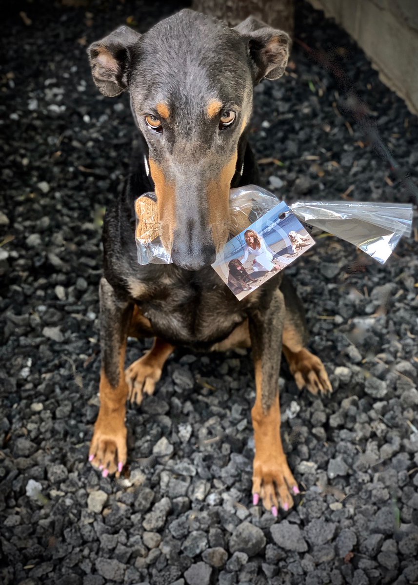 conniedegroot's tweet photo. Someone was spotted chowing on my promo materials! 😆 Evidence collected in my neighborhood, North of Montana, in beautiful Santa Monica, CA. Bonus points if you catch the cutest posh dog detail 🤭 https://t.co/okrG2EzC7H