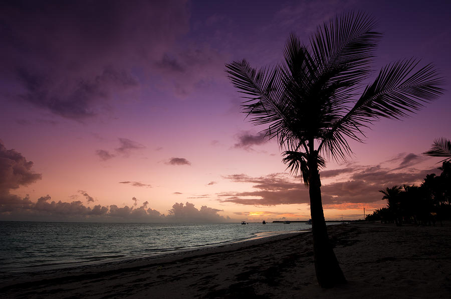 #POTD for 11-24 "Palm Tree Sunrise" https://t.co/P3i792cPYD #photography #photo https://t.co/zO6Qeu9ROX