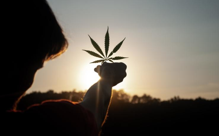 LPJMexique's tweet photo. Le #Sénat a approuvé un projet de loi visant à légaliser l'usage récréatif de #cannabis. Si le Parlement valide ce projet de loi, le pays pourrait devenir l'un des plus grands marchés de cannabis légal
>> https://t.co/mxhu3QgyfR https://t.co/3o9n8fa1vS
