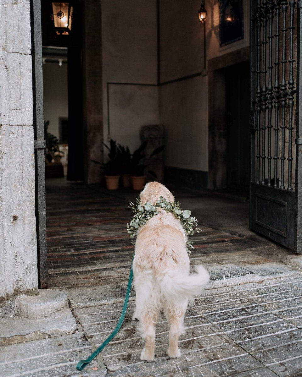 Esperando la salida de los novios como agua de mayo! 🐕🌿