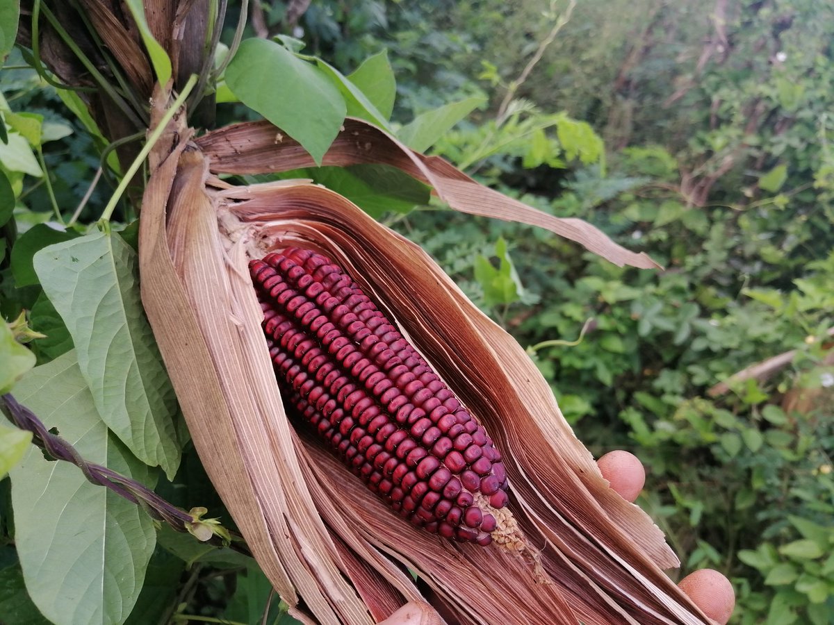 EMiranda_YUC's tweet photo. En #Kantunil #Yucatán estamos trabajando en la reproducción de distintas variedades de maíz de la raza Naal teel. Como esta de color rojo proveniente de la localidad de Xoy #Peto  @Hub_Yucatan @PlataforMas_Sur @eugenio_telles @ACCIMMYT https://t.co/49NxGBoiAE