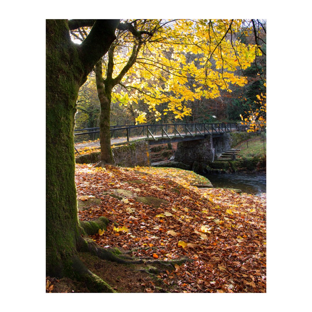 russek00's tweet photo. Some Autumn colour in#colligan woods. Long gone now @NativeWoodTrust #my5km https://t.co/hwj4X8hx26