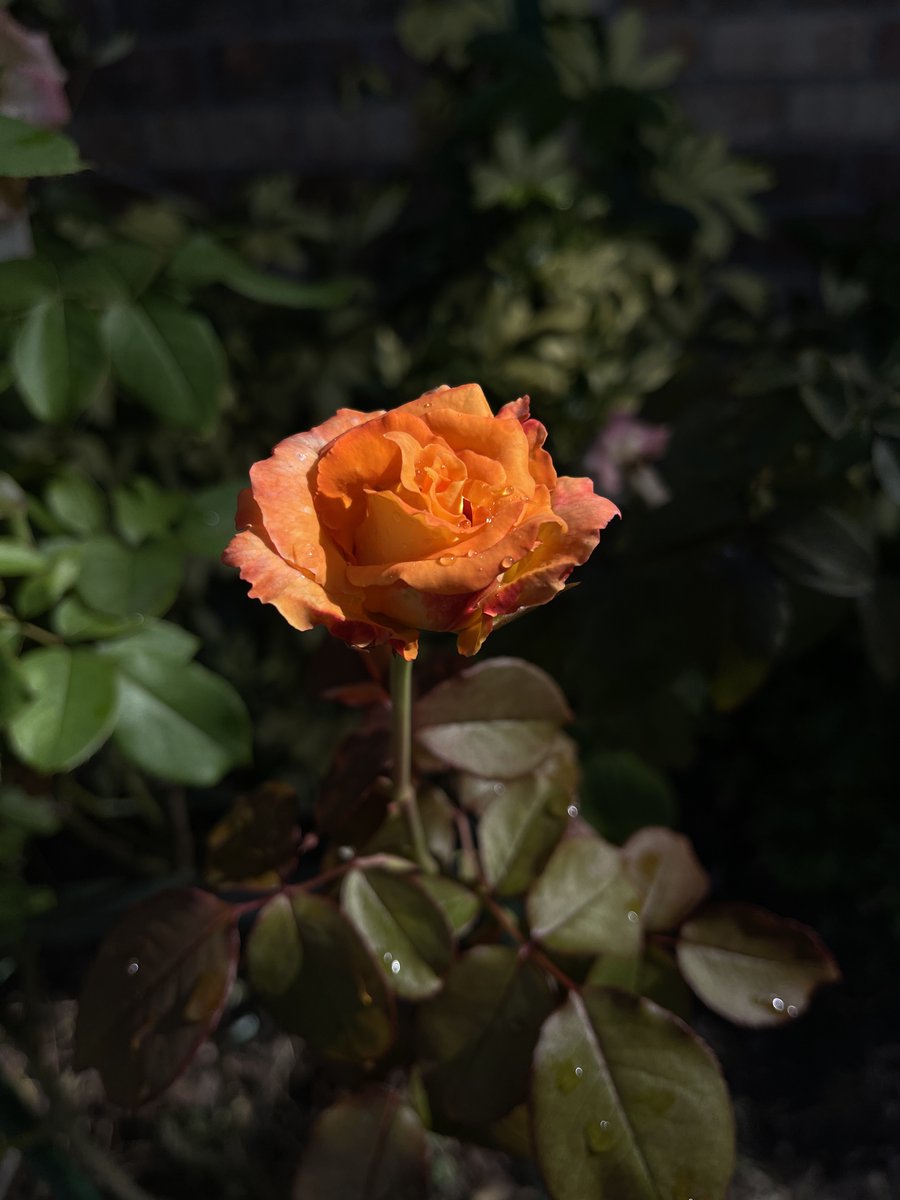 CameraMApp's tweet photo. iPhone 12 Pro Max + Apple ProRAW
Larger sensor on Wide Angle camera giving beautiful natural bokeh.
26mm, f/1.6, 32 ISO, 1/6.2K sec
#CameraMiOS #iPhone12 #iphone12pro #iPhone12ProMax #iPhone11 #ipadpro #AppleProRaw #ProRaw https://t.co/EbLOtCnwwe