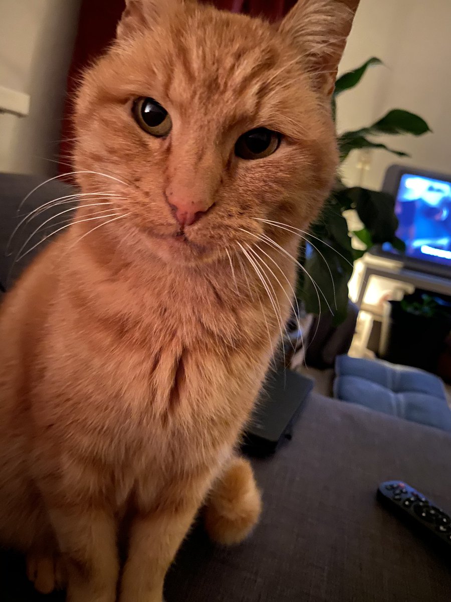 BJansje's tweet photo. Jawel! Mijn eerste ‘eigen’ huisdier. Twee weken lang een logeetje gehad...Morgen gaat deze kanjer weer naar z’n echte baasje, maar wat hebben we het gezellig gehad!! Alleen maar liefde voor Hobo!😍🐈❤️ https://t.co/yrszY84kb5