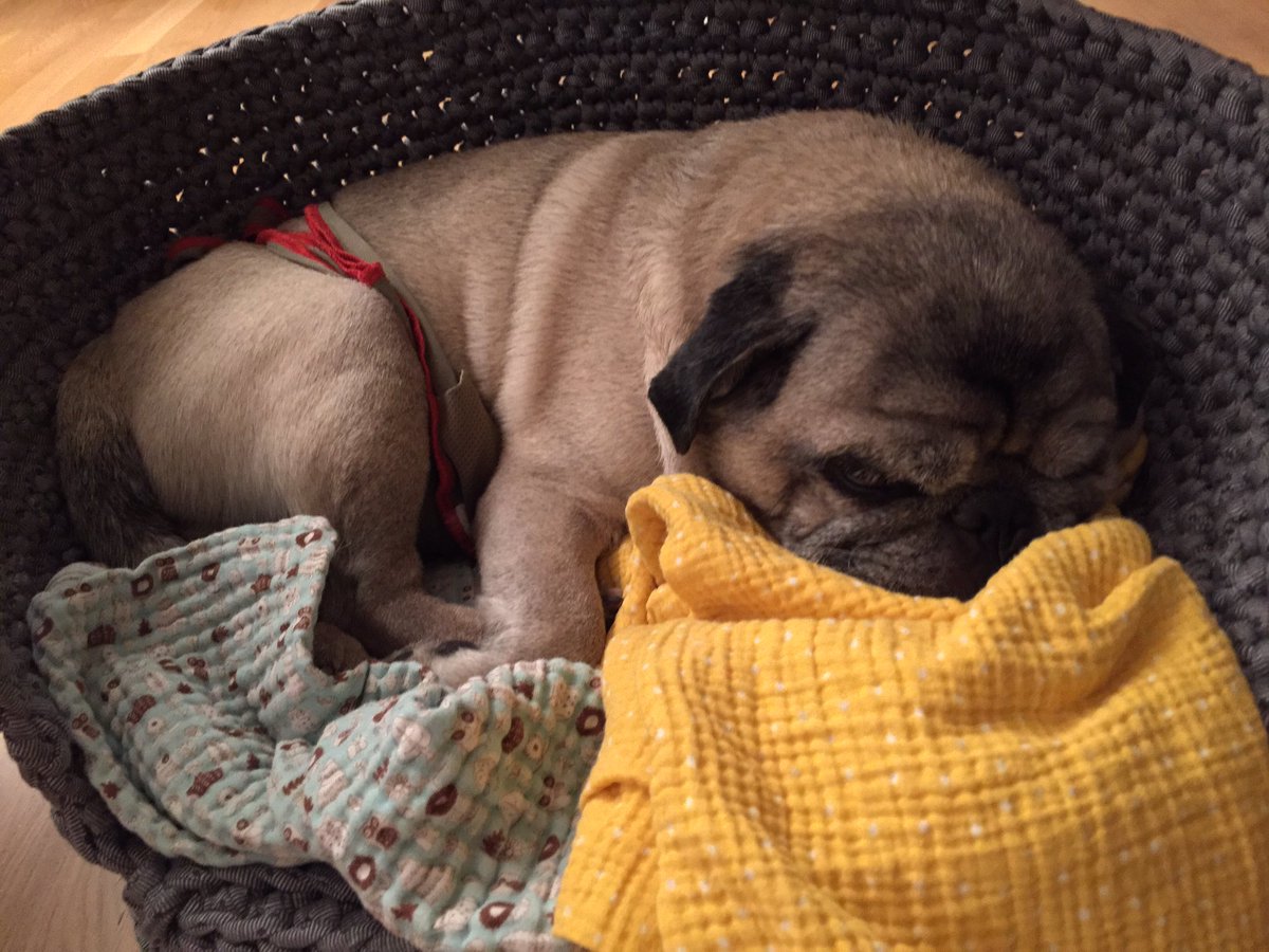 pantoeffelchen's tweet photo. finished! ๐ช๐ผโ๐ผ๐
look at Eddie's happy and comfortable #pug face.
๐ฅฐ๐ฅฐ๐ฅฐ
#crocheted #dogbed
#Zpagetti
#10MinuteProject https://t.co/IHA9OTJpuJ
