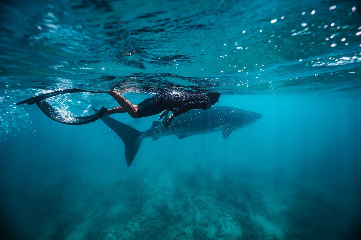 endherisunset's tweet photo. Book your #whaleshark snorkeling trip with Endheri Sunset Dhangethi #maldives #sunset #beach #hotel #holidayhome #sea #travelers #travel #traveling #Мальдивы #travelblog #vacation #sealife #tourist #visit #holiday #traveladdict #amazingplaces #beachlife #travelblogger https://t.co/9vYuJLsUtV