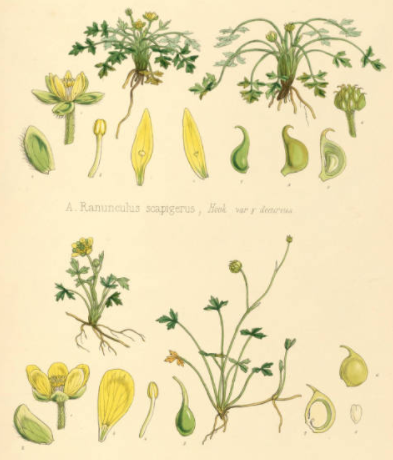 植物学のtwitterイラスト検索結果