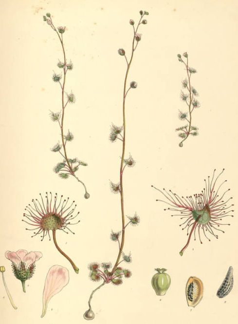 植物学のtwitterイラスト検索結果