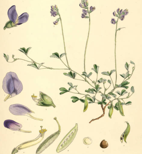 植物学のtwitterイラスト検索結果