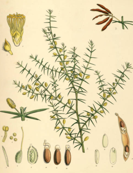 植物学のtwitterイラスト検索結果