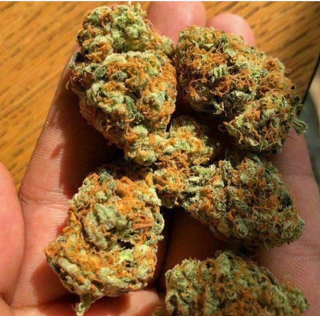 Hightimes plug 🍃🍀 (@maxim24631190) on Twitter photo 