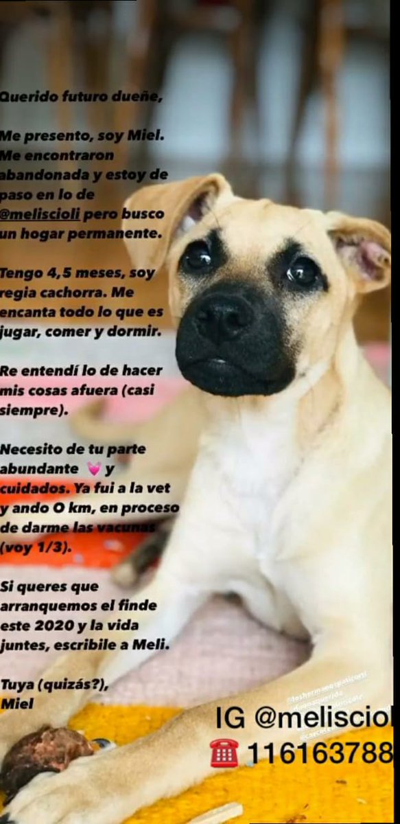 marive73's tweet photo. Hola gente querida Miel busca un hogar p. Me ayudan a difundir y cambiar su vida 🐾🙏❤️ @miamigomasfiel @liabatrace @troya_2015 @Chipi84539149 @luna678_ @VRosaenz @grace_luca @emasaez31 @good37405813 @jjyuly777 @lavozdelosotros @Miaspic @Vivi_Ximena_ok a @5tasxandthecity https://t.co/7PPKaIinmC