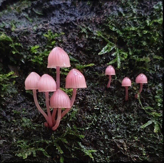 wildflowerdaysi's tweet photo. 𝐥𝐨𝐨𝐤 𝐚𝐭 𝐭𝐡𝐞𝐬𝐞 𝐛𝐞𝐚𝐮𝐭𝐢𝐟𝐮𝐥 𝐦𝐮𝐬𝐡𝐫𝐨𝐨𝐦𝐬 𝐭𝐡𝐫𝐢𝐯𝐢𝐧𝐠 https://t.co/2bEy4hUkM8