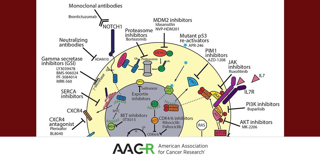Just published #OnlineFirst: 
T-cell Acute #Lymphoblastic #Leukemia: A Roadmap to Targeted Therapies. Review by <a href="/valentina_cordo/">Valentina CORDO</a>, @JulesMeijerink and colleagues. 
<a href="/prinsesmaximac/">PrinsesMáximaCentrum</a> #leusm 
bit.ly/2Jd80Og