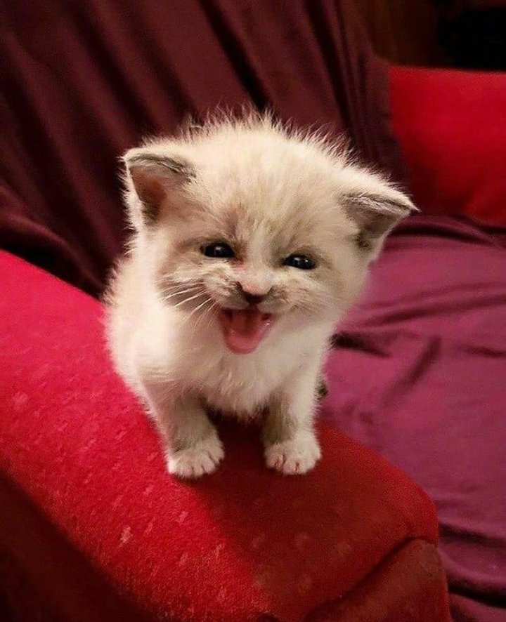 this cat gives me so much seulgi energy no i wont elaborate