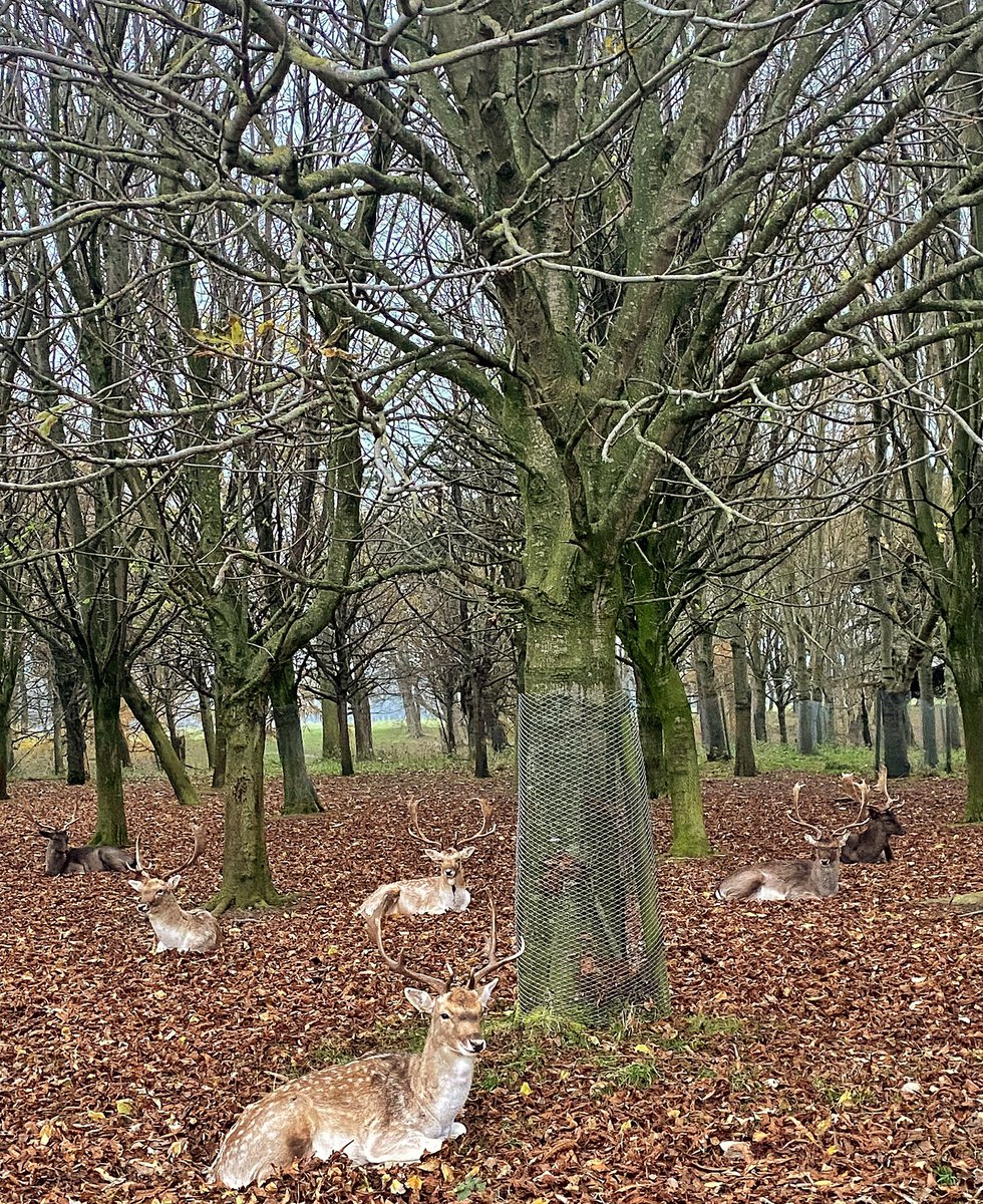 KateRothwellX's tweet photo. The cutest Tuesday 🌲 #phoenixpark #christmasspirit #holeinthewall #dublin https://t.co/JeEkmC6P62