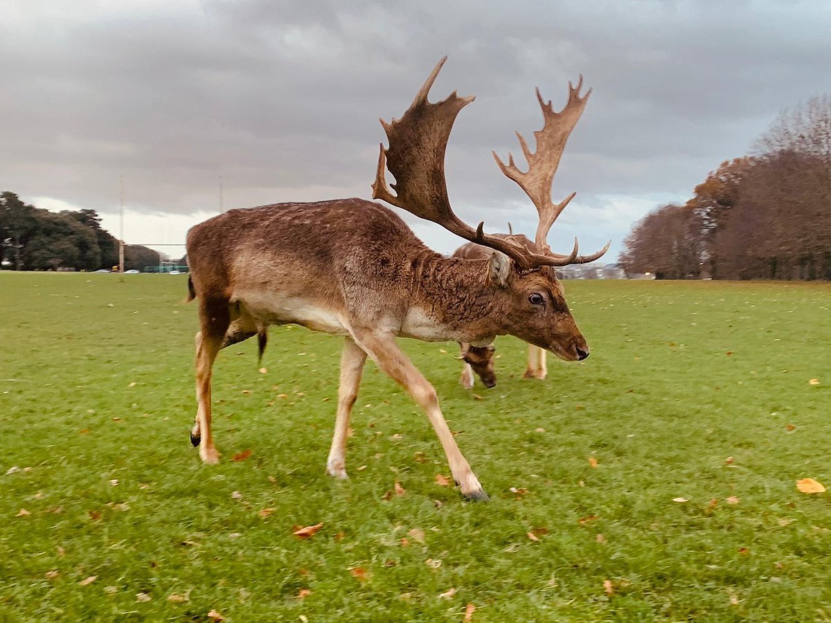 KateRothwellX's tweet photo. The cutest Tuesday 🌲 #phoenixpark #christmasspirit #holeinthewall #dublin https://t.co/JeEkmC6P62
