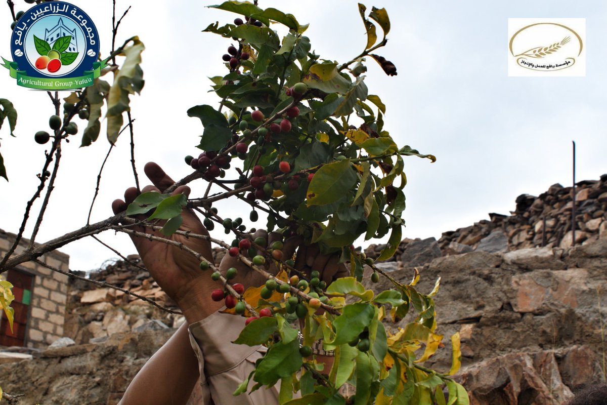 بالتعاون مع مؤسسة يافع للعمل والإنجاز. تدشين المسح الميداني الشامل لأشجار البُن في مديرية الحد بيافع
2020-11-24 23:10:13الامناءنت/خاص
al-omana.net/m/news131456.h…
#يافع
#يافع_نيوز