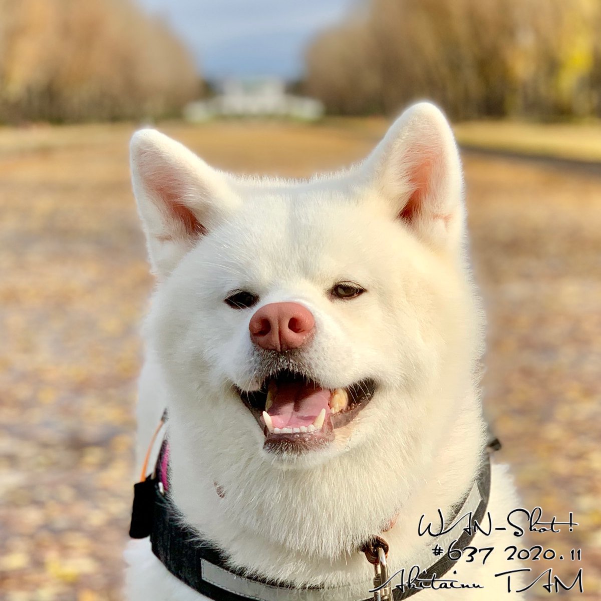 秋田犬tam おはようございます 前田森林公園 水のない カナール 運河 前田森林公園 公園 ロケ地 札幌 札幌市 愛犬と旅行 愛犬と散歩 犬旅 北海道旅行 北海道観光 秋田犬 秋田犬白毛 秋田犬北海道 秋田犬tam 秋田犬タム 白犬 秋田犬tam おはようございます 前田森林公園 水のない カナール 運河 前田森林公園 公園 ロケ地 札幌 札幌市 愛犬と旅行 愛犬と散歩 犬旅 北海道旅行 北海道観光 秋田犬 秋田犬白毛 秋田犬北海道 秋田犬tam 秋田犬タム 白犬