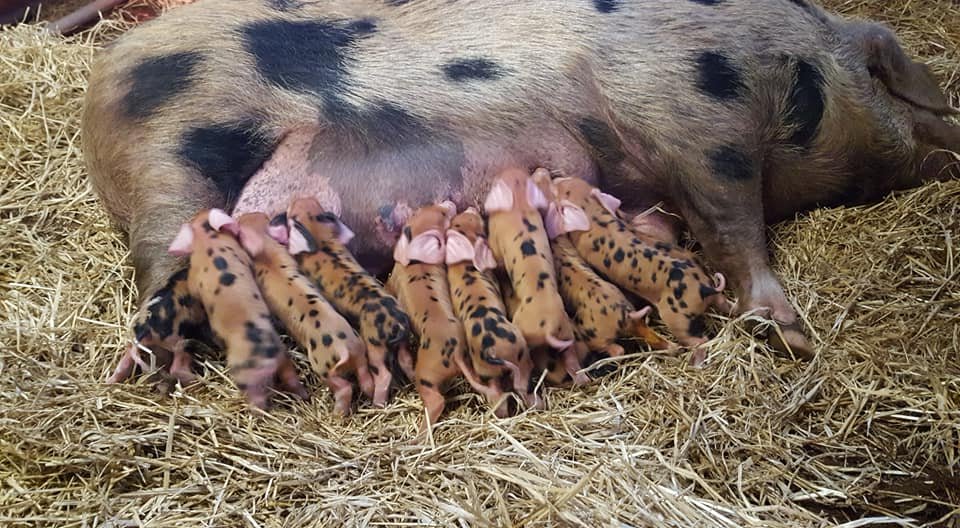 OxfordPig's tweet photo. The #OSBPG are farrowing in the month of November. This gorgeous splodge of #OSBpiglets is from the Gertrude bloodline one of our 13 bloodlines and listed as only 47 in the UK, we hope to see numbers increase in our New Year Survey. #Conservation #Pedigree #GoNative https://t.co/YxnWo0qN8p