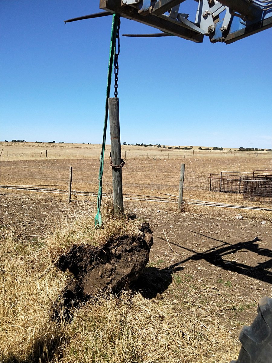 ramsay_mart's tweet photo. Removing posts for new sheepyards. This pine post looks like it wanted to stay! https://t.co/FyPXHyjeKL