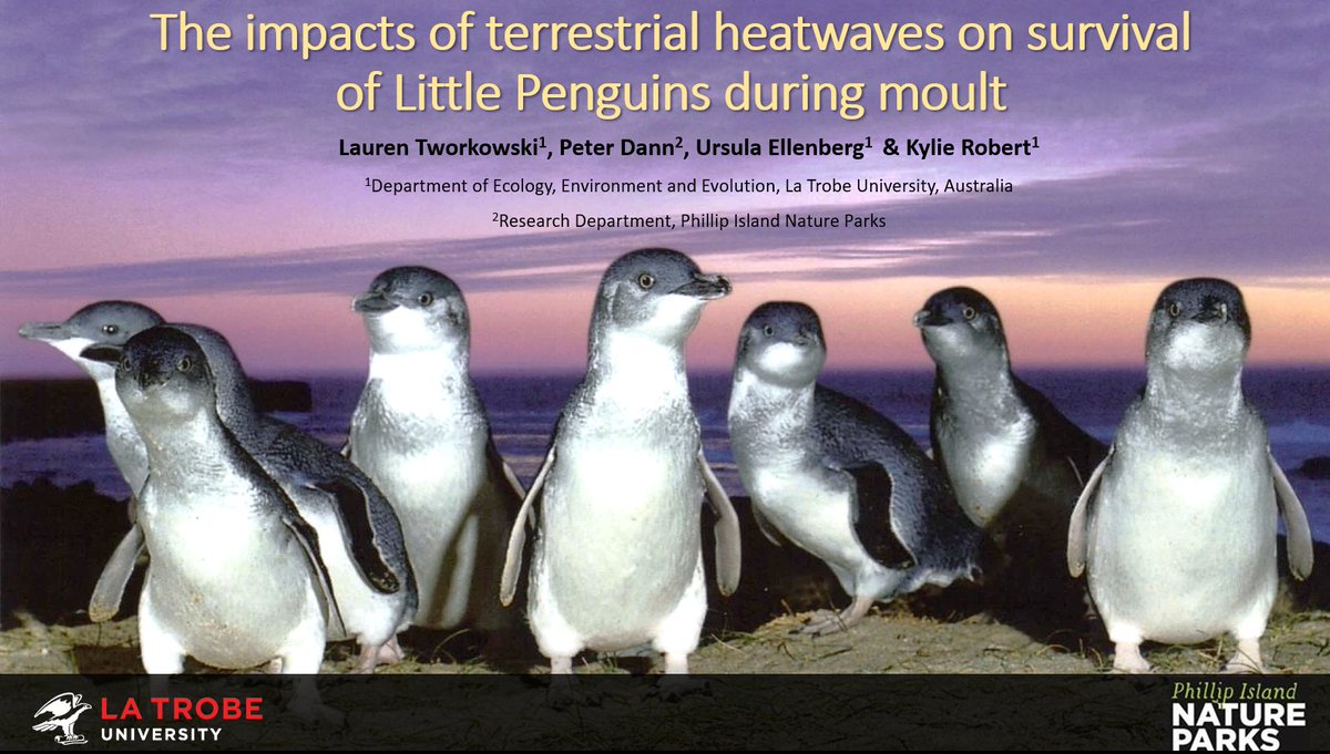 (1/6)  #BOUsci20  #SESH7. I’m a PhD scholar working with  @latrobe Uni &  @PhillipIslandNP in Australia. Together, we're investigating terrestrial impacts of  #climatechange on Little  #Penguins. Today, I'm talking about the impacts of extreme temperature on penguins during moult