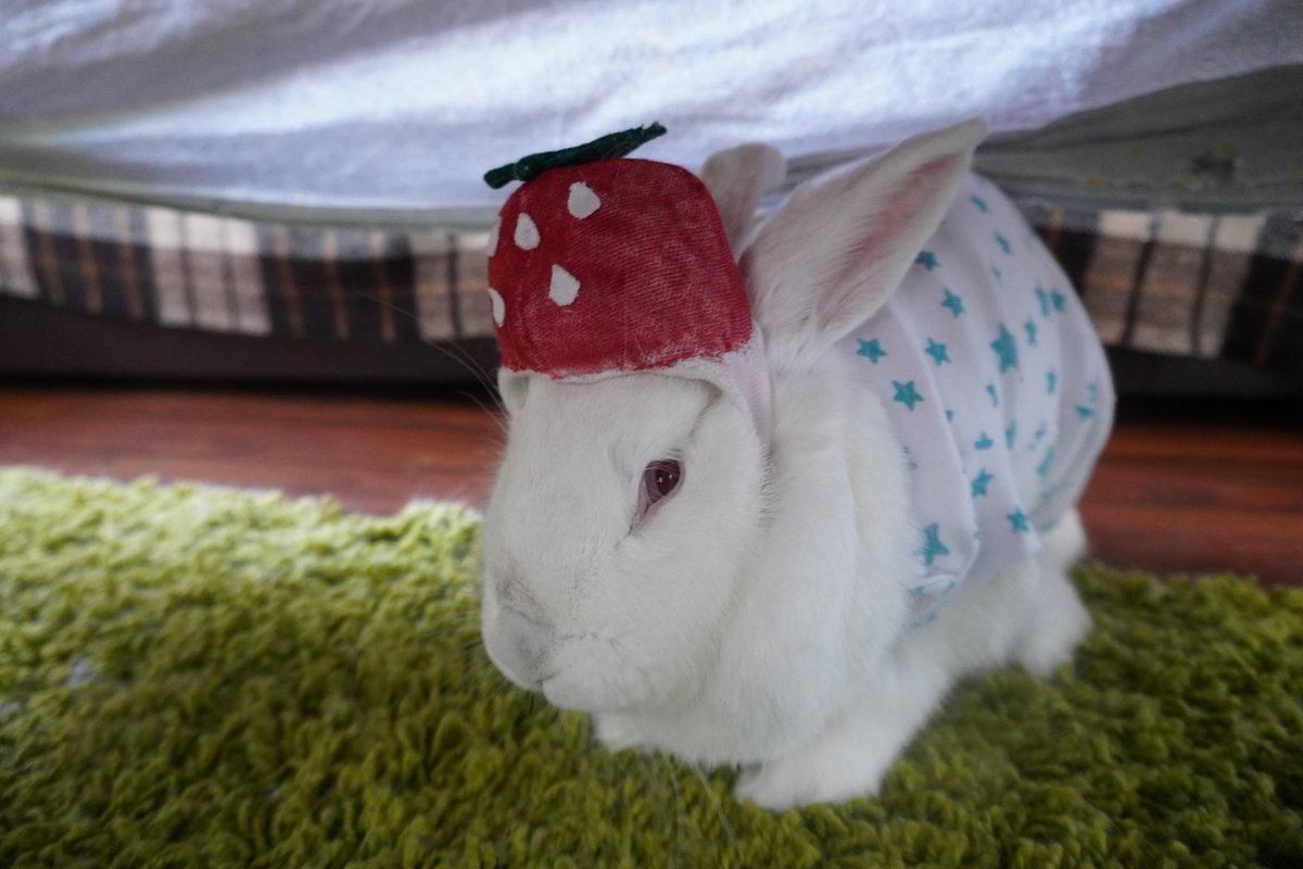 BuchiMomoCh's tweet photo. 今日はモモちゃんの誕生日♪

頭にイチゴを被ってお祝い🍓

＃うさぎ　＃誕生日　＃モモ　#いちご https://t.co/wd2m5npSwy