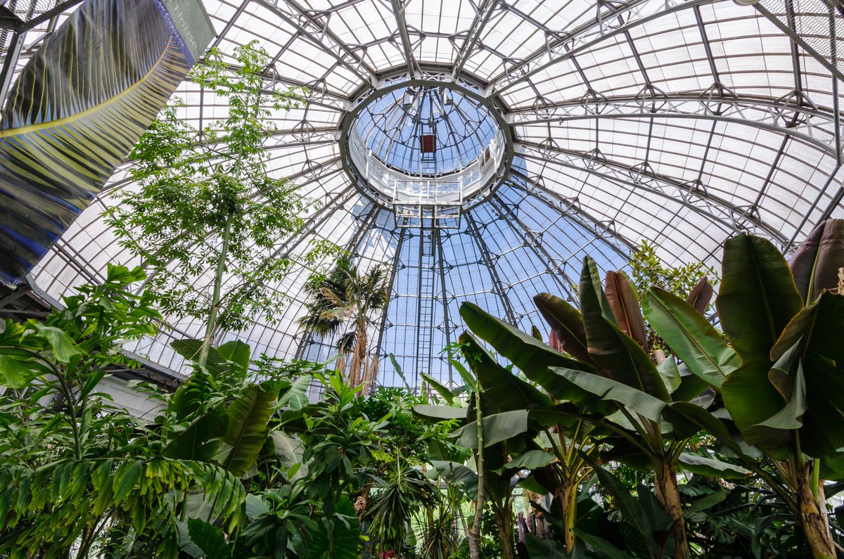 The grand dome of the Allan Gardens Palm House is impressive enough, but it feels like maybe there should be some taller palm trees under it. Perhaps there were at some point.