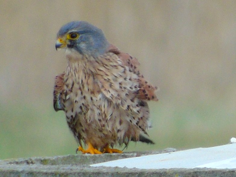 FerryBirder's tweet photo. On #MyPatch today, not a lot happening tbh...#Peragine over east scrape.....a few 'flitty' #Greenfinch (nice to see) lovely #stonechat, a juv ? #Kestrel, #greyPlover Teal~Shoveller~Mallard~Pintail~ Shelduck, but not in the numbers id expect. https://t.co/2XrNWnzSQn