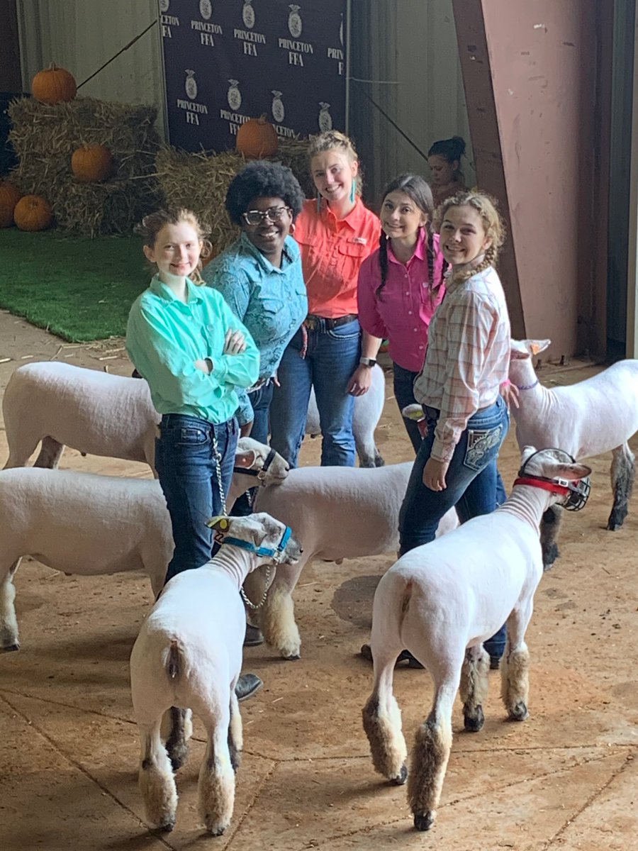 Reedyffa's tweet photo. 3 of reedy’s showmen participated in princeton ffa’s livestock show over the weekend! congratulations to ella evans for getting 1st and 2nd with maverick and goose!! #reedyffa #jackpotshow https://t.co/PKXmPlO7IU