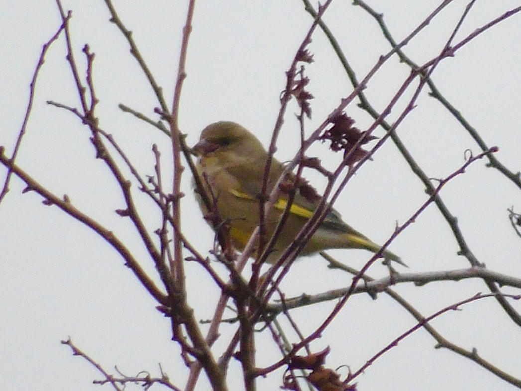 FerryBirder's tweet photo. On #MyPatch today, not a lot happening tbh...#Peragine over east scrape.....a few 'flitty' #Greenfinch (nice to see) lovely #stonechat, a juv ? #Kestrel, #greyPlover Teal~Shoveller~Mallard~Pintail~ Shelduck, but not in the numbers id expect. https://t.co/2XrNWnzSQn