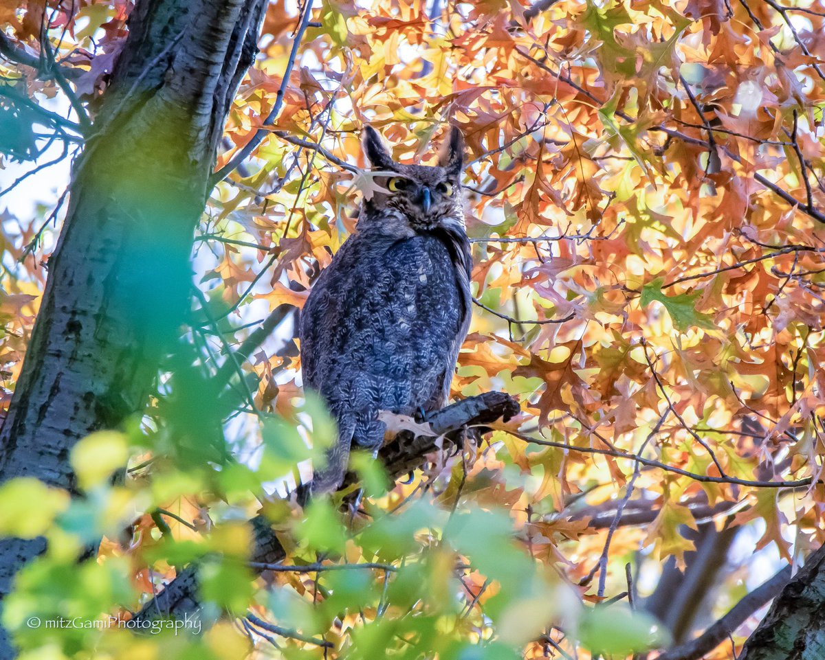 Great Horned Owl at the Ramble, Central Park. 🦉 #birdphotography #birding #birdcp #birdwatching #wildlife