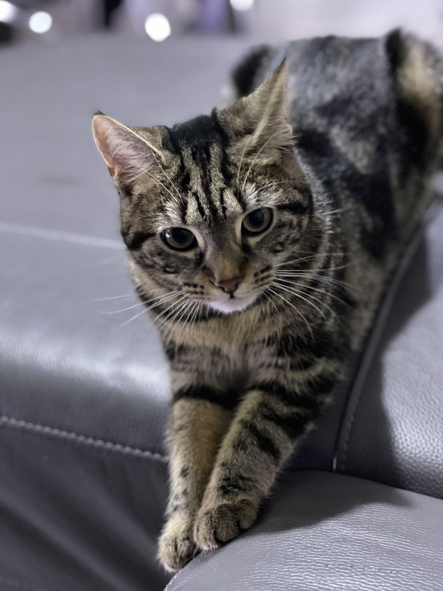 Navilez1's tweet photo. I’ve been having a Twitter break! I’m back! #CatsOfTwitter 😺 https://t.co/AiWywSwAU6