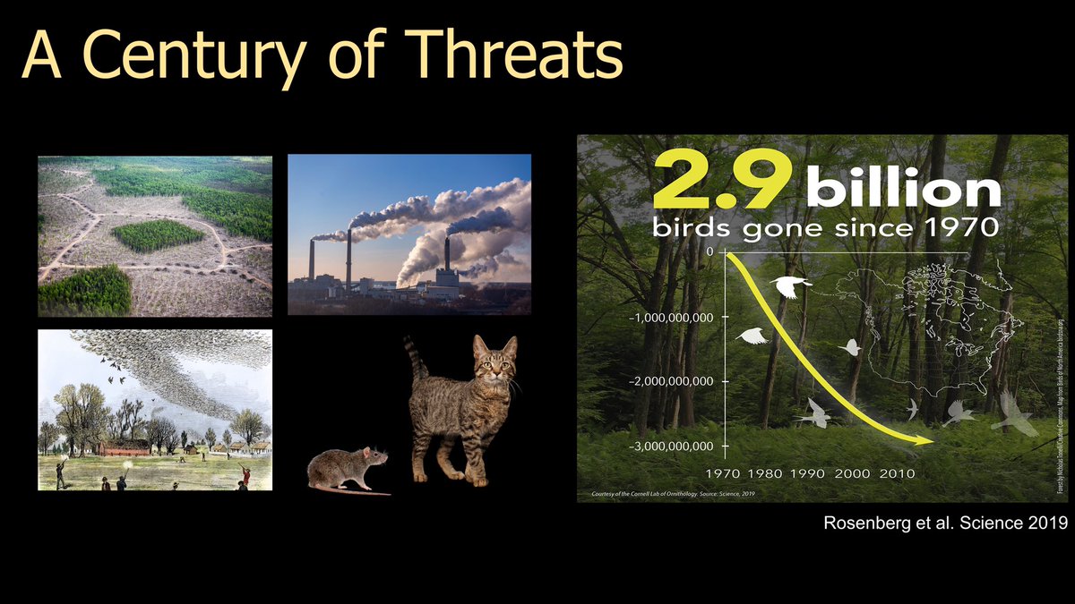 3/25  #BOUsci20  #SESH7  #ornithology Birds continue to face a myriad of threats, such as habitat loss and introduced predators. Since 1970, North America has lost 2.9 billion birds.  https://science.sciencemag.org/content/366/6461/120