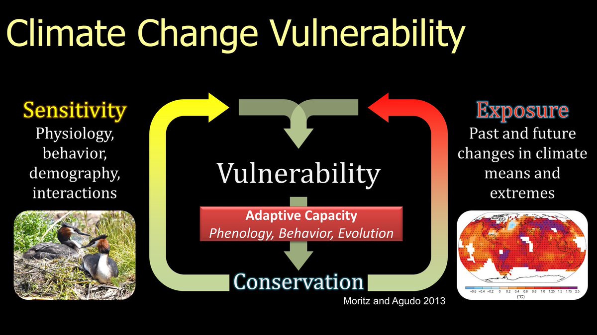 6/25  #BOUsci20  #SESH7  #ornithology We must assess climate change vulnerability for birds. Vulnerability reflects sensitivity, exposure, and adaptive capacity. Bird conservation must focus onsensitivity,  exposure, or  adaptive capacity.  https://science.sciencemag.org/content/341/6145/504