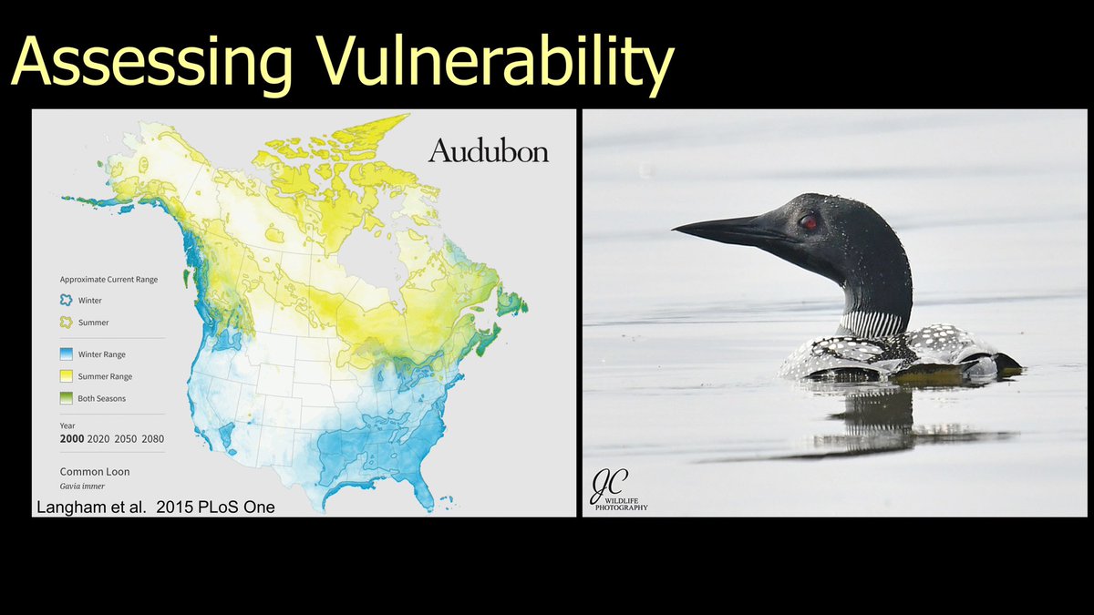 7/25  #BOUsci20  #SESH7  #ornithology Many organizations, like  @audubonsociety, use models to assess the vulnerability of birds to climate change. More than 2/3 or North American birds are threatened by a rapidly changing climate!  https://www.audubon.org/climate/survivalbydegrees