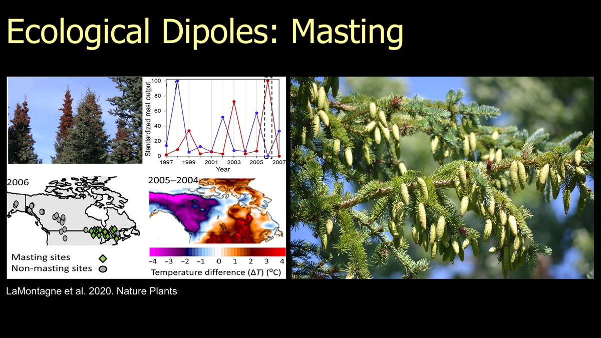 12/25  #BOUsci20  #SESH7  #ornithology These ecological dipoles exist! Check out great work by  @LaMontagneLab who found  #dipole patterns in the masting of white spruce at continental scales.  https://www.nature.com/articles/s41477-020-0647-x