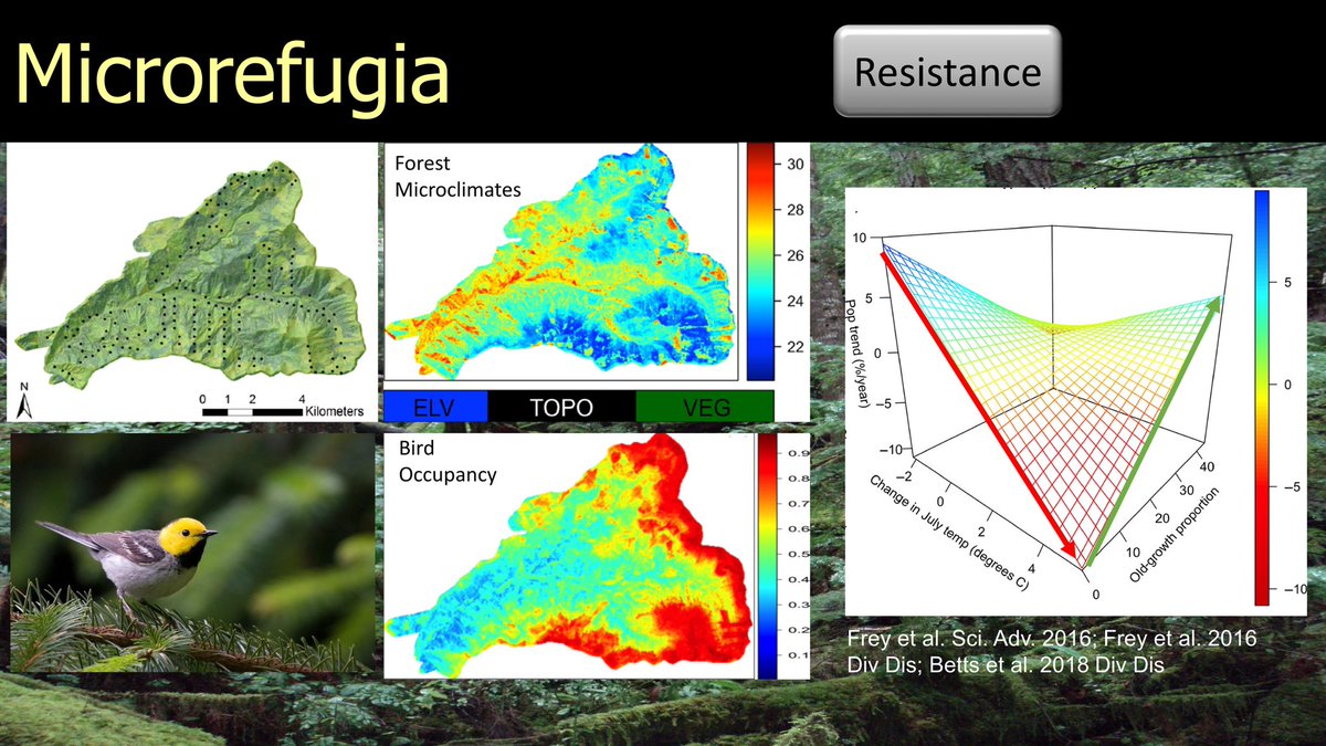 18/25  #BOUsci20  #SESH7  #ornithology Identifying and protecting microrefugia could be an important strategy. Montane environments host unique microclimates that are used by birds. These areas can buffer montane birds from extreme summer temperatures.  https://onlinelibrary.wiley.com/doi/full/10.1111/ddi.12688