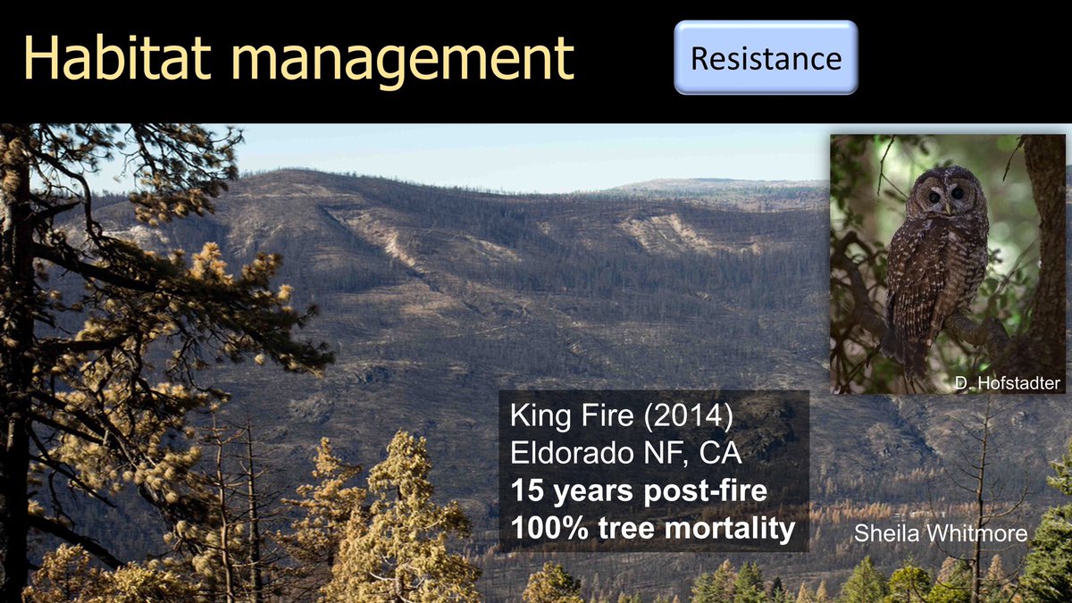 20/25  #BOUsci20  #SESH7  #ornithology Managing forests to be resistant to high severity fires is an increasingly important strategy for protecting birds, such as the spotted owl.  https://esajournals.onlinelibrary.wiley.com/doi/full/10.1002/fee.1298