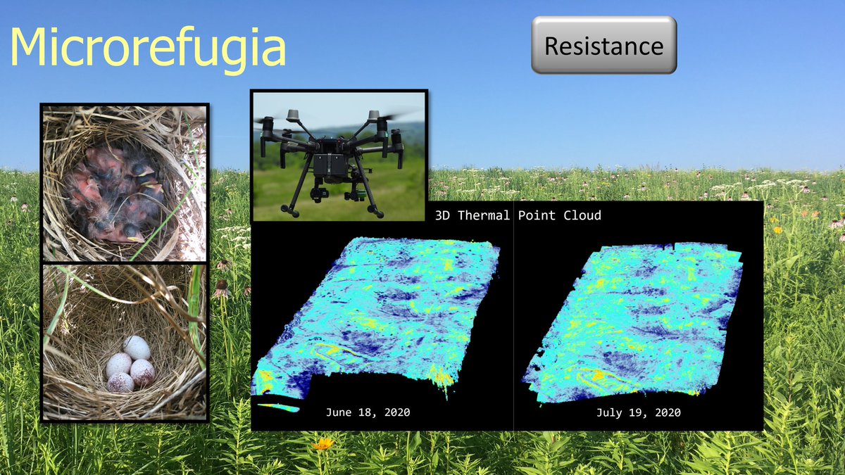 19/25  #BOUsci20  #SESH7  #ornithology Microclimates even exist in grasslands. Drones and thermography can detect microrefugia that could protect grassland bird nests from heat waves.