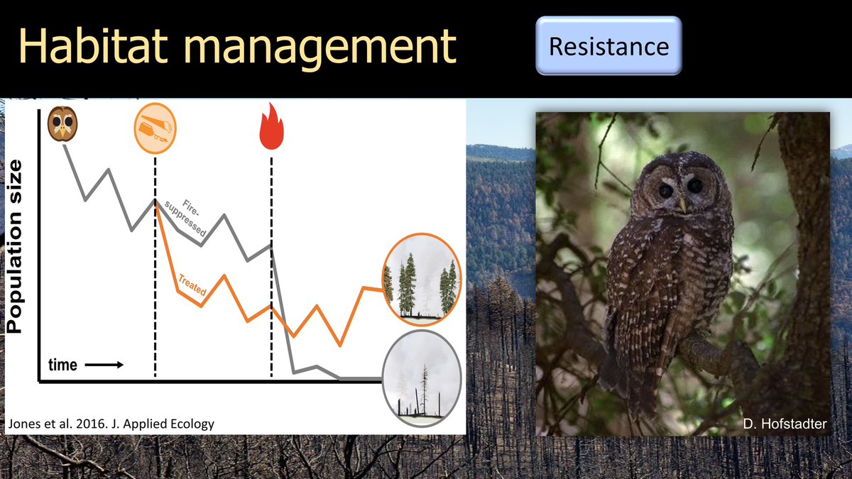 22/25  #BOUsci20  #SESH7  #ornithology What’s good for forest resilience is good for owls. Thinning and burning may pose potential short term costs to spotted owl populations, but the long term benefits of increasing fire resilience outweigh these costs.  https://besjournals.onlinelibrary.wiley.com/doi/full/10.1111/1365-2664.12600