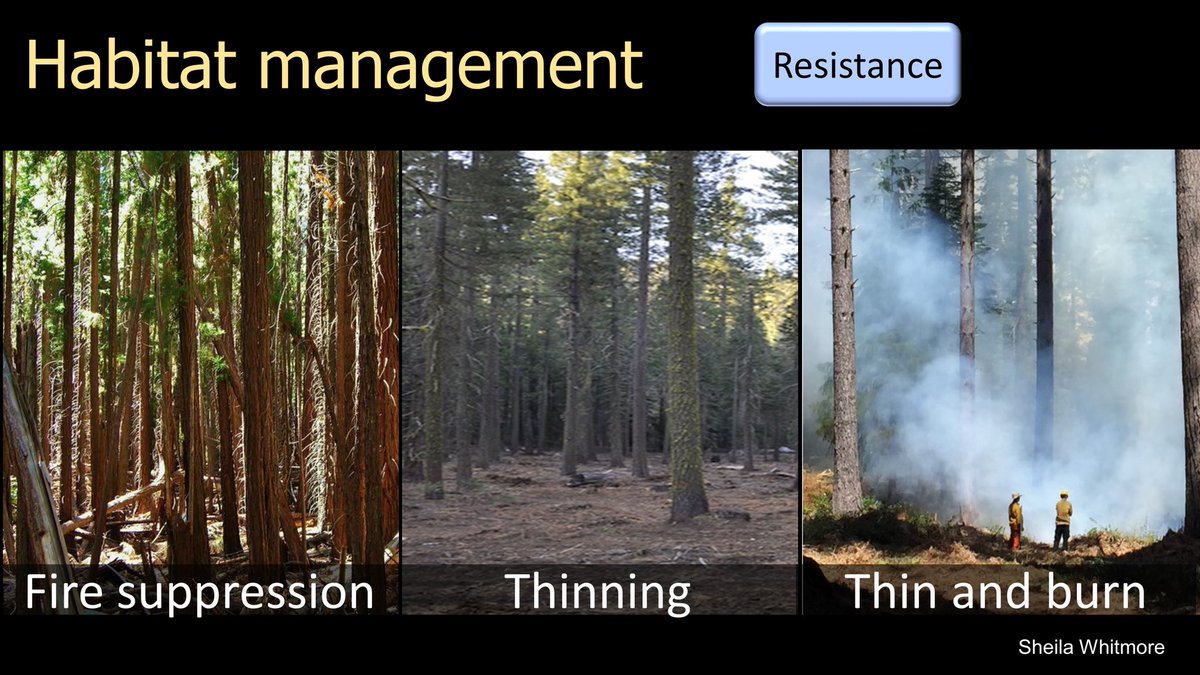 21/25  #BOUsci20  #SESH7  #ornithology Climate change adaptation tactics include thinning and controlled burning. Such actions can help restore historical structure and function - reducing tree density, water competition, and fuel. Ultimately, reducing severe fires and drought.