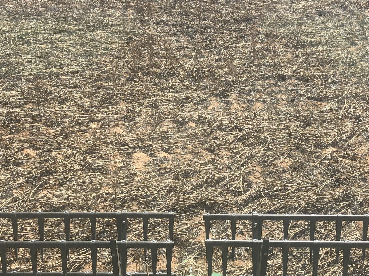 “Lupins”
Beautiful one day. Gone the next!🌪💨🌬🤦‍♂️ <a href="/DMAg_consultant/">Matt Witney</a>