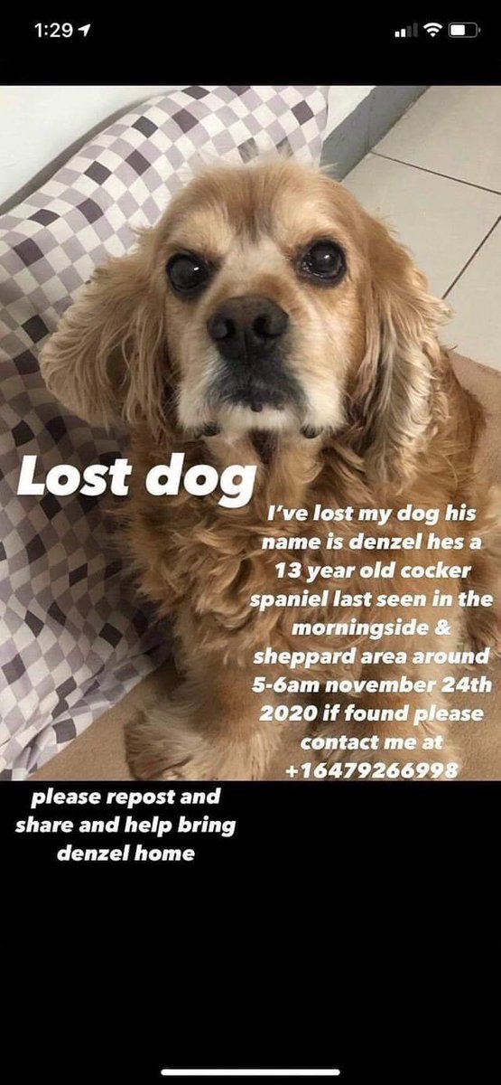 lost dog etobicoke
