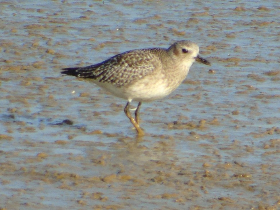 FerryBirder's tweet photo. On #MyPatch today, not a lot happening tbh...#Peragine over east scrape.....a few 'flitty' #Greenfinch (nice to see) lovely #stonechat, a juv ? #Kestrel, #greyPlover Teal~Shoveller~Mallard~Pintail~ Shelduck, but not in the numbers id expect. https://t.co/2XrNWnzSQn