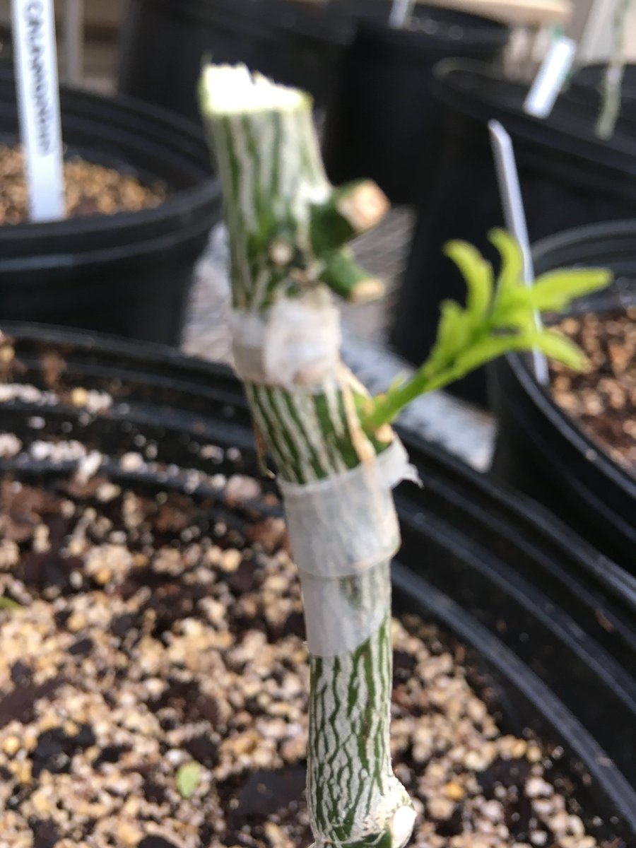 JrGardenista's tweet photo. Going to the greenhouse to work on my grafted citrus trial is so exciting. I 'unmasked' buds today! https://t.co/Ys1G4wjcyD