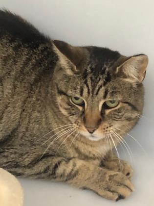 burlington spca cats