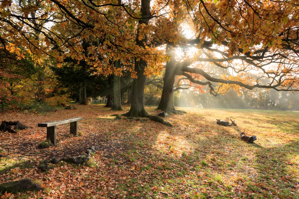 Surround yourself with the sounds as well of the sights of autumn. 

As the wind rustles through the trees it also creates drifts of fallen leaves around your feet. 
#EveryoneNeedsNature
